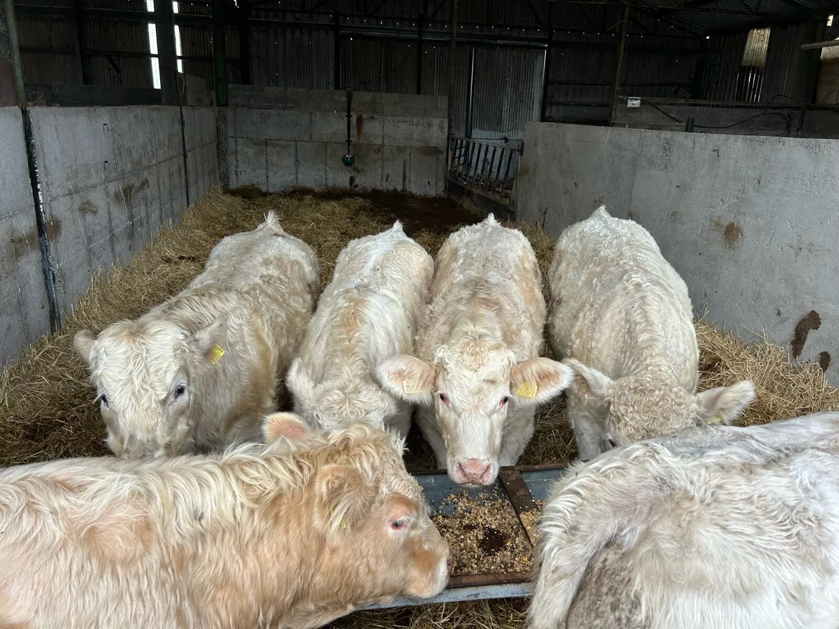 Super U grade Bull weanlings - Image 4