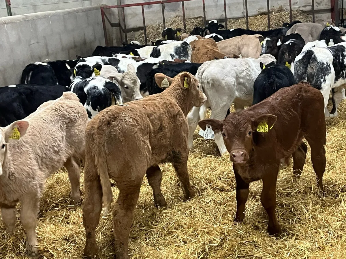 Suck Calves - Image 2