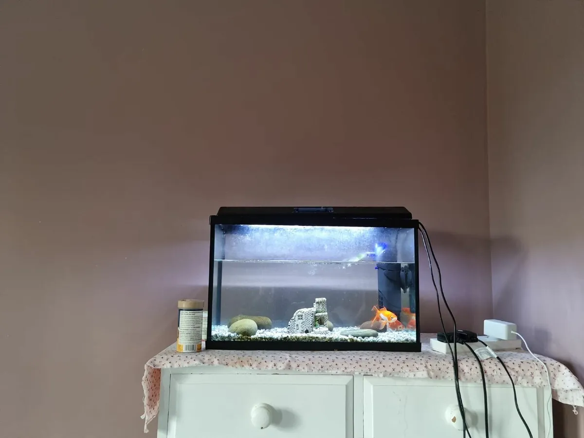 Fish Tank - Image 2