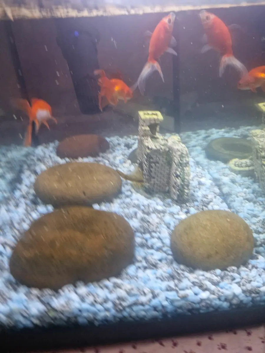 Fish Tank - Image 3