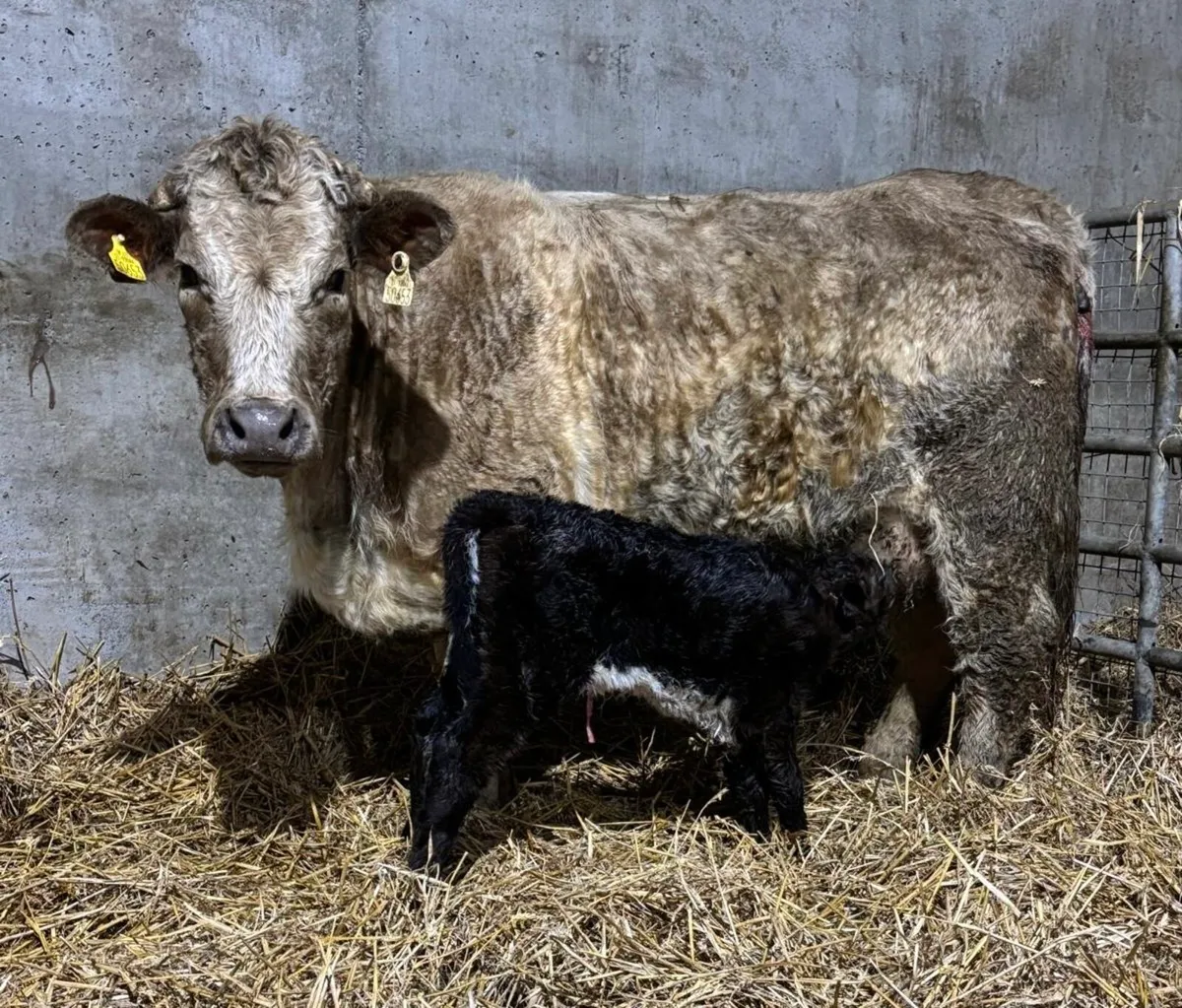 Roan Charolais Heifer with Roan Limousin Heifer Ca - Image 1