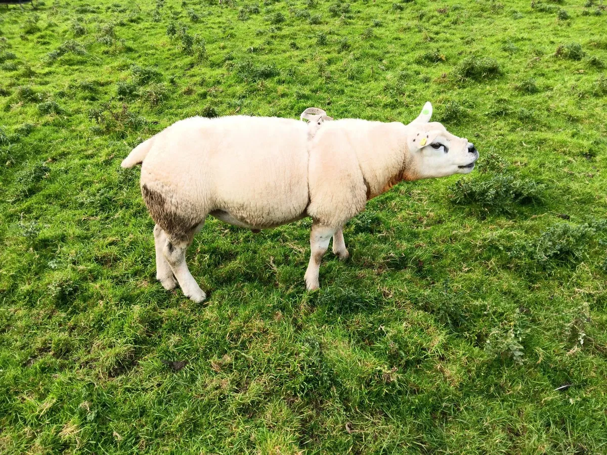Texel Ram - Image 1