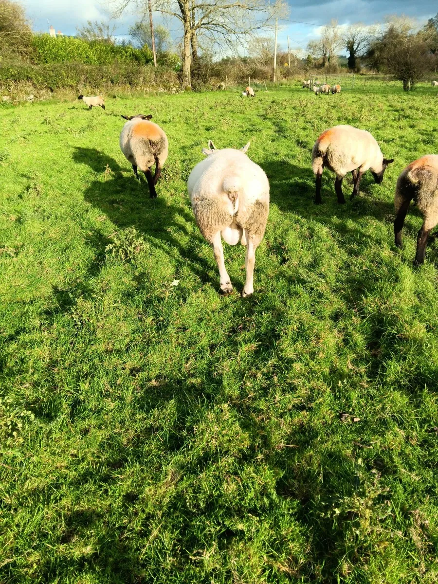 Texel Ram - Image 3