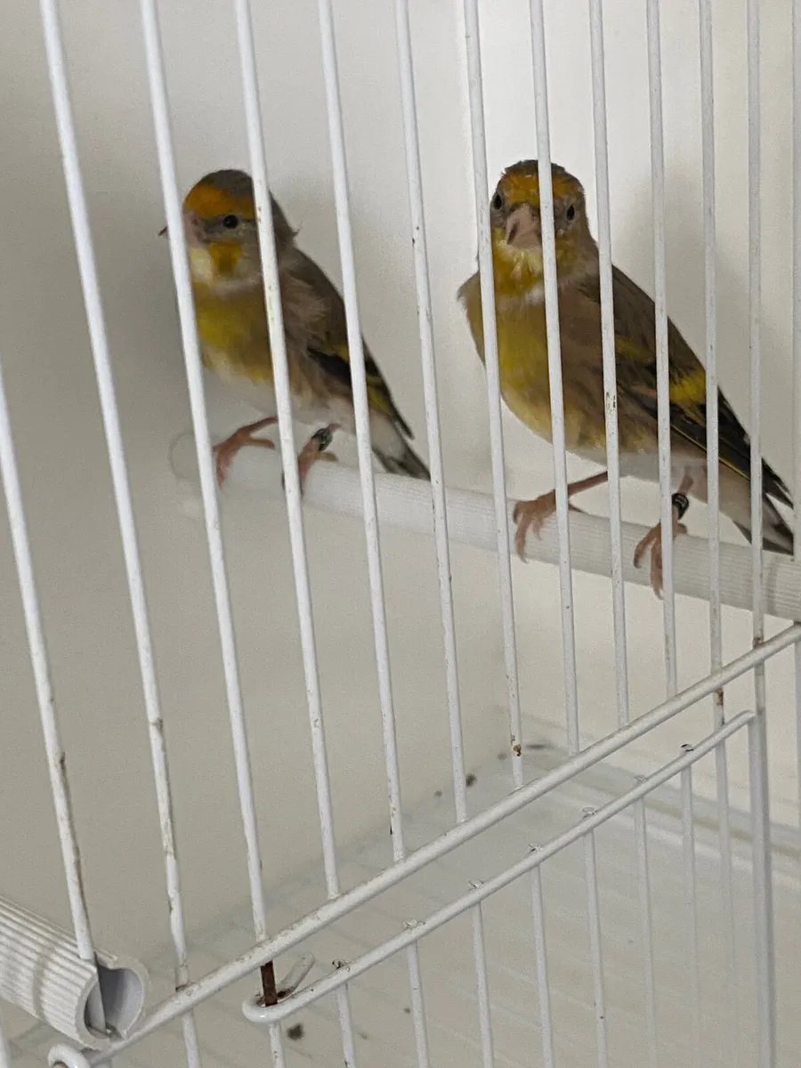 Goldfinch x Irish fancy canary - Image 1