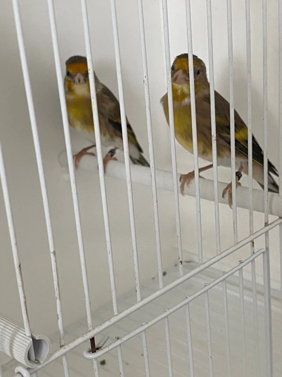 Goldfinch x Irish fancy canary - Image 2