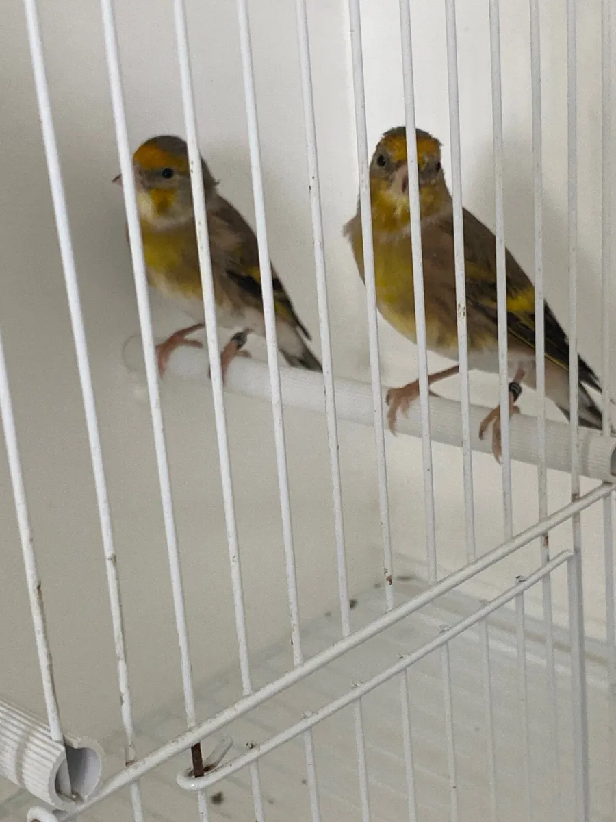 Goldfinch x Irish fancy canary - Image 3