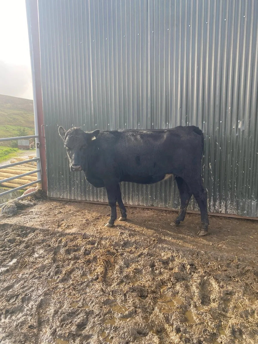 In calf heifer for sale - Image 3
