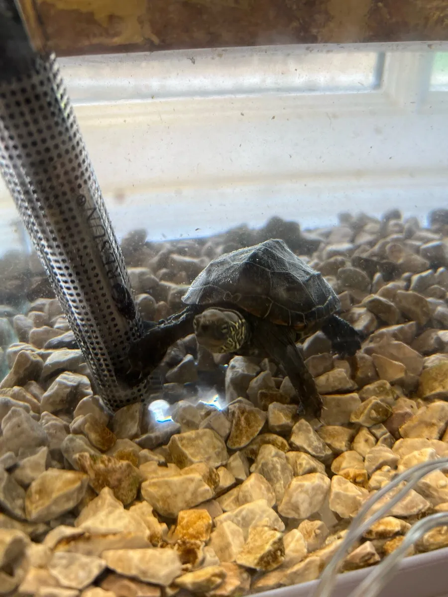 Musk turtle with tank and accessories - Image 1