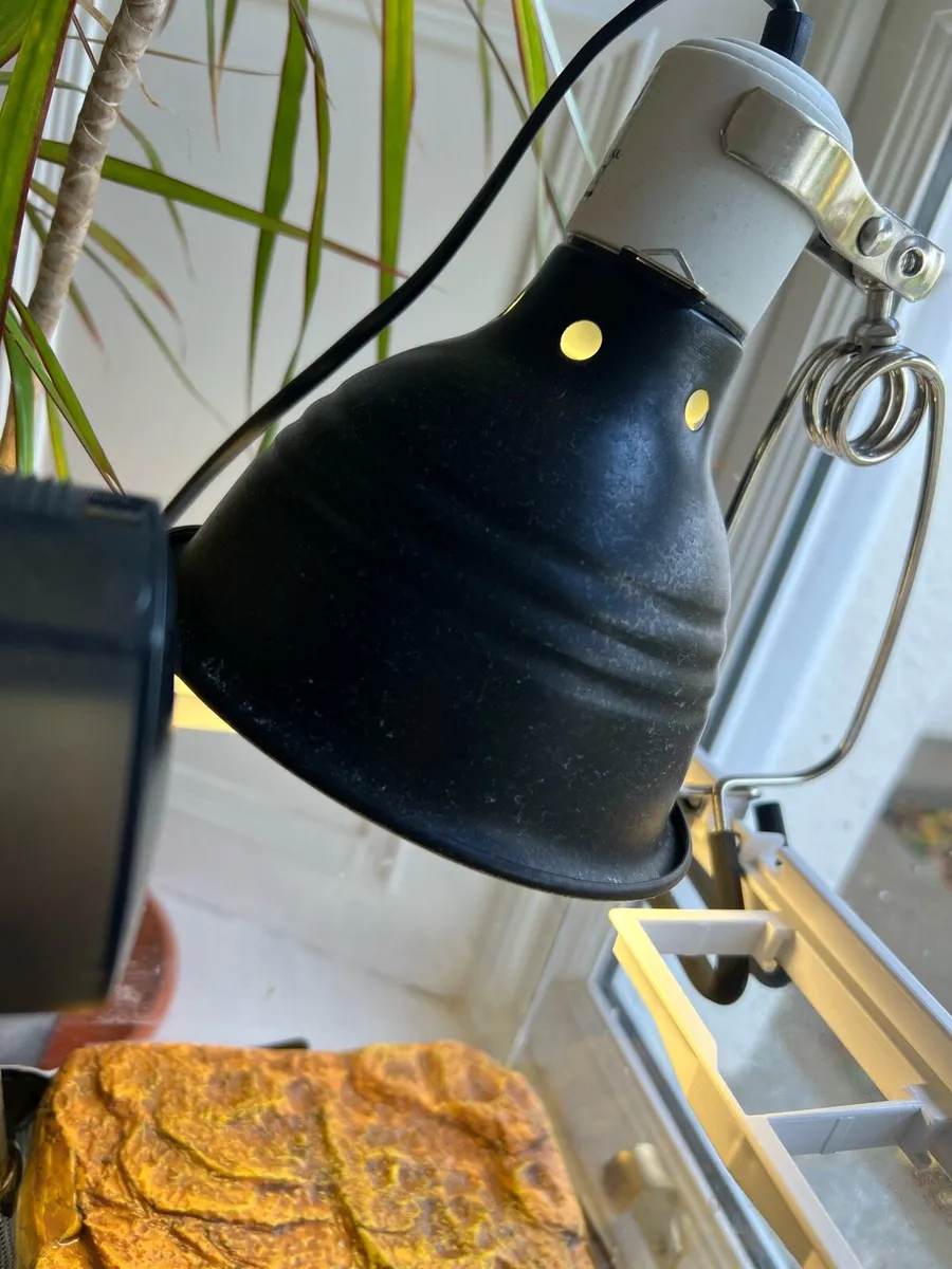 Musk turtle with tank and accessories - Image 3