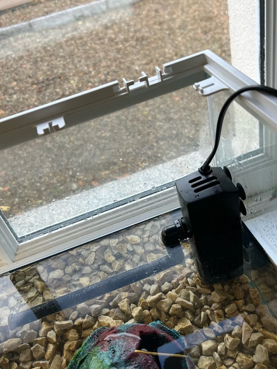 Musk turtle with tank and accessories - Image 4