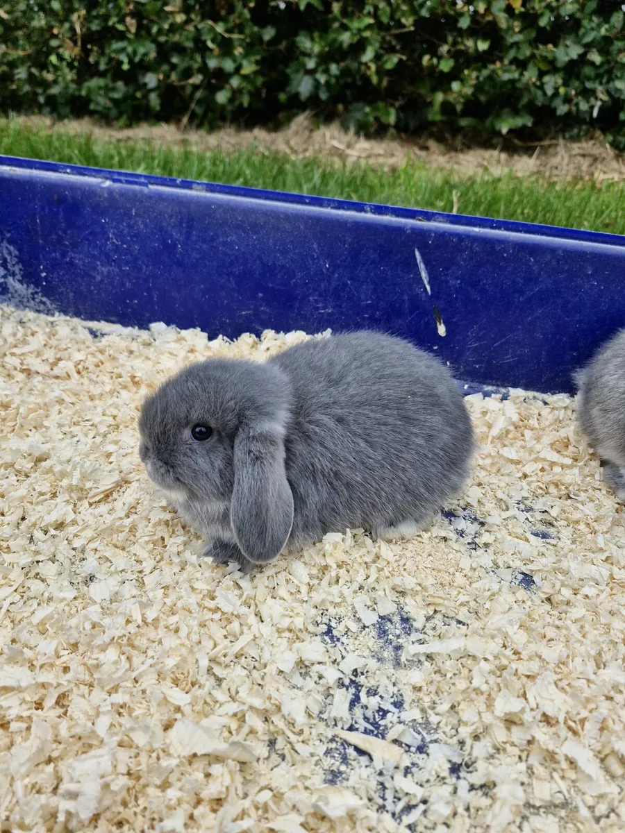 Purebred Mini Lop Rabbits - Image 1