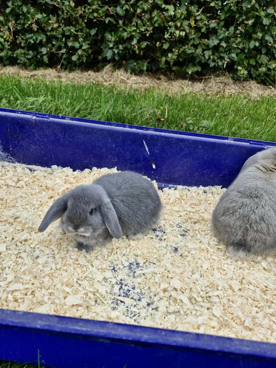 Purebred Mini Lop Rabbits - Image 3