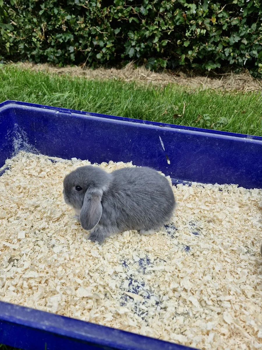Purebred Mini Lop Rabbits - Image 4