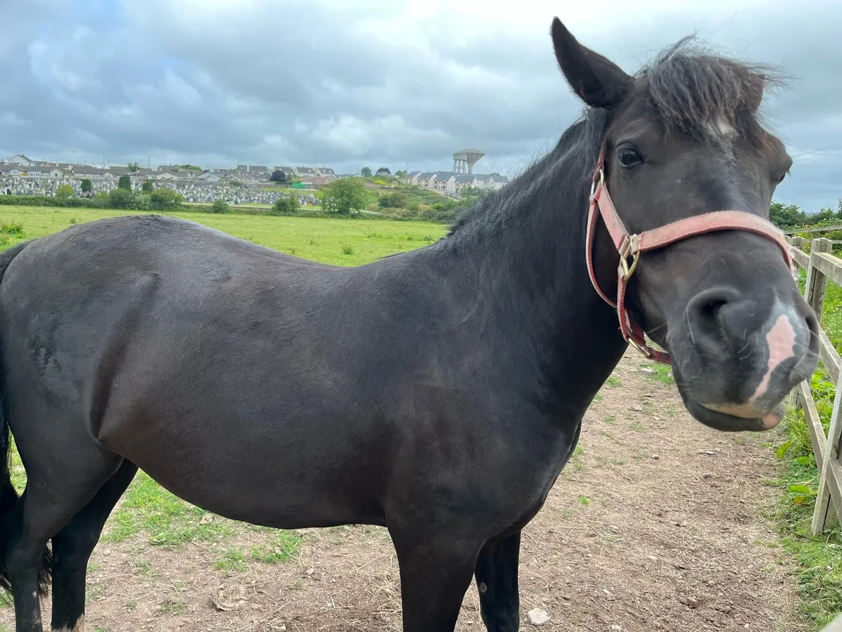 140cm 4 year old - Image 2