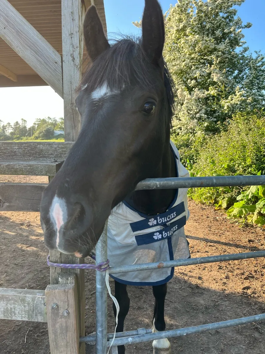 140cm 4 year old - Image 3