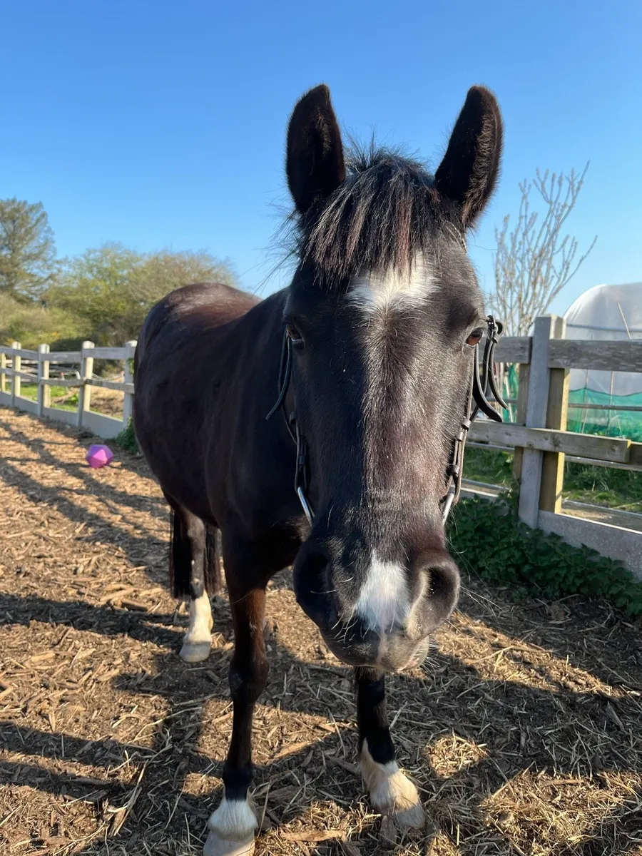 140cm 4 year old - Image 4