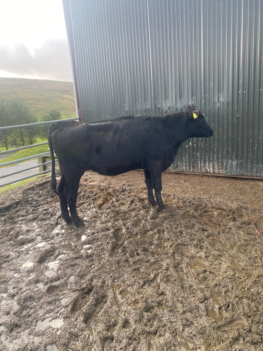 In calf heifer for sale - Image 1
