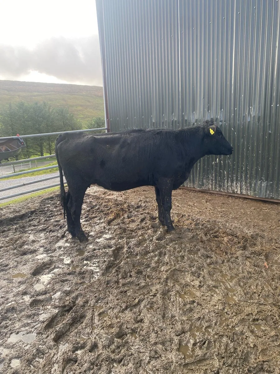 In calf heifer for sale - Image 2
