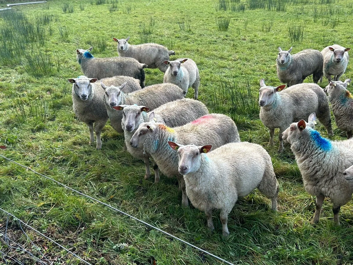 Pedigree registered charollais ewe lambs - Image 1