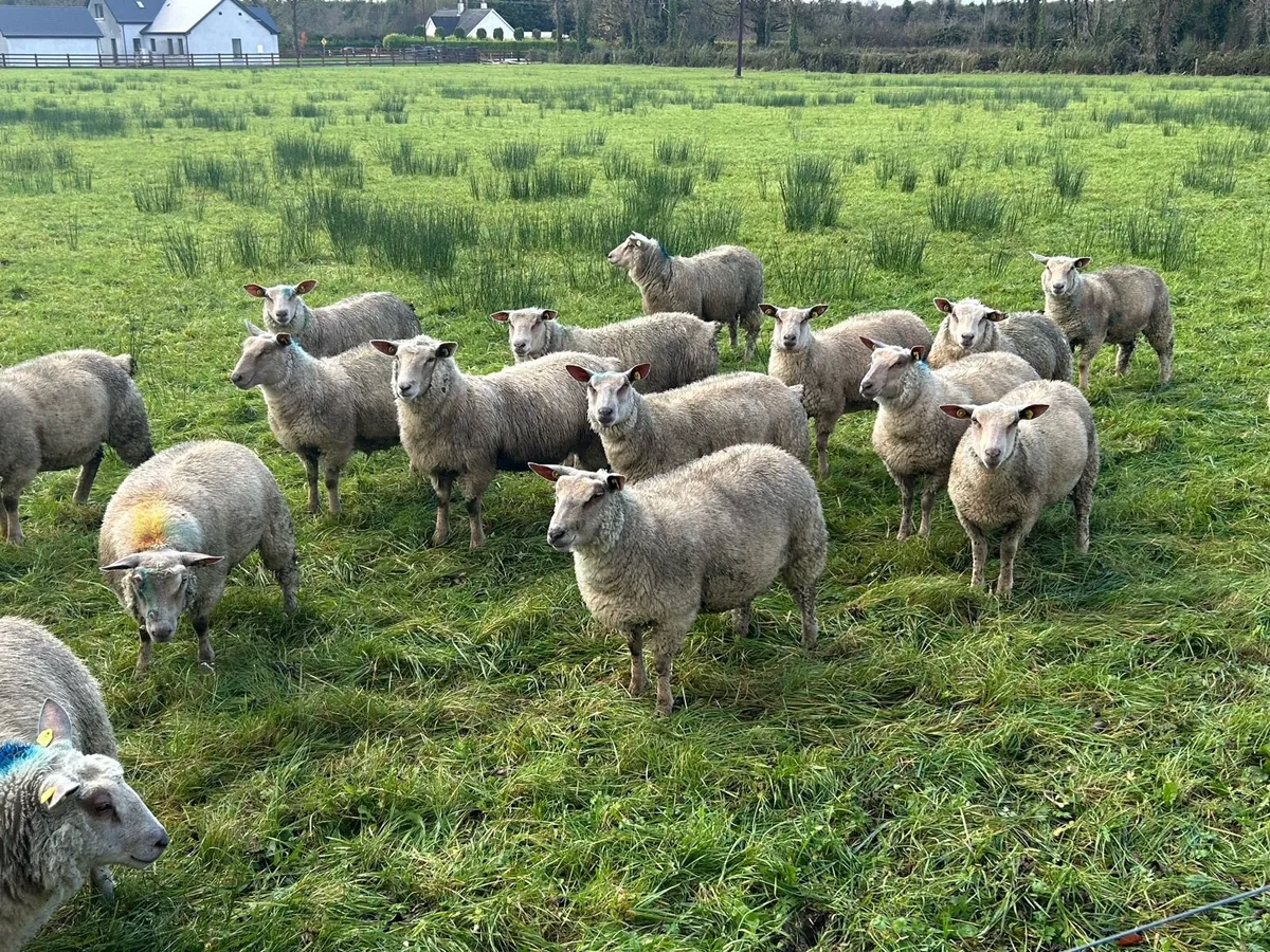 Pedigree registered charollais ewe lambs - Image 2