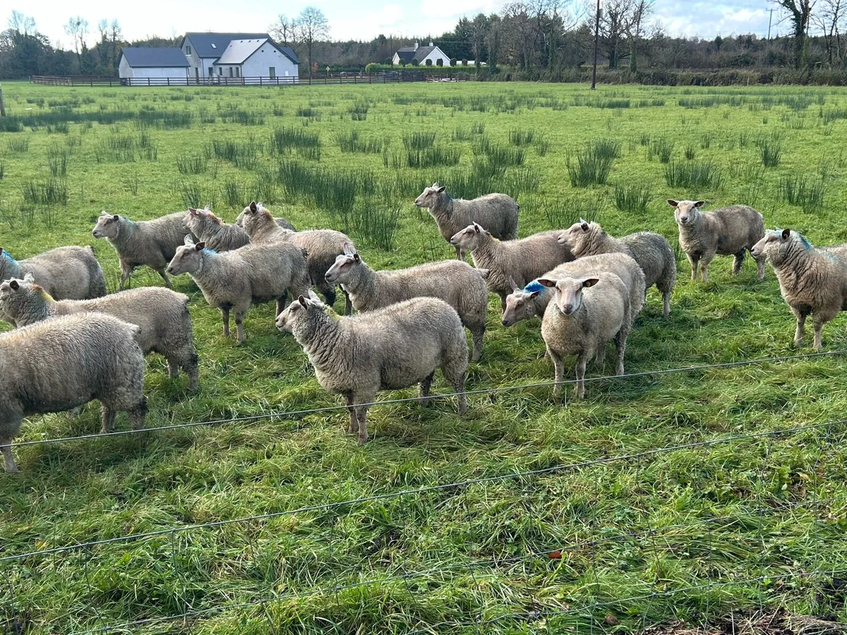 Pedigree registered charollais ewe lambs - Image 3