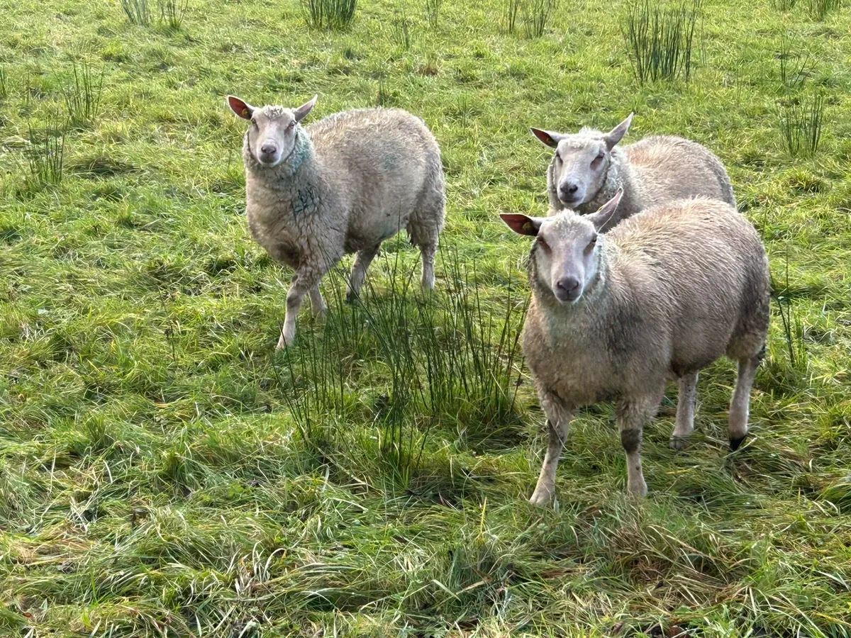 Pedigree registered charollais ewe lambs - Image 4