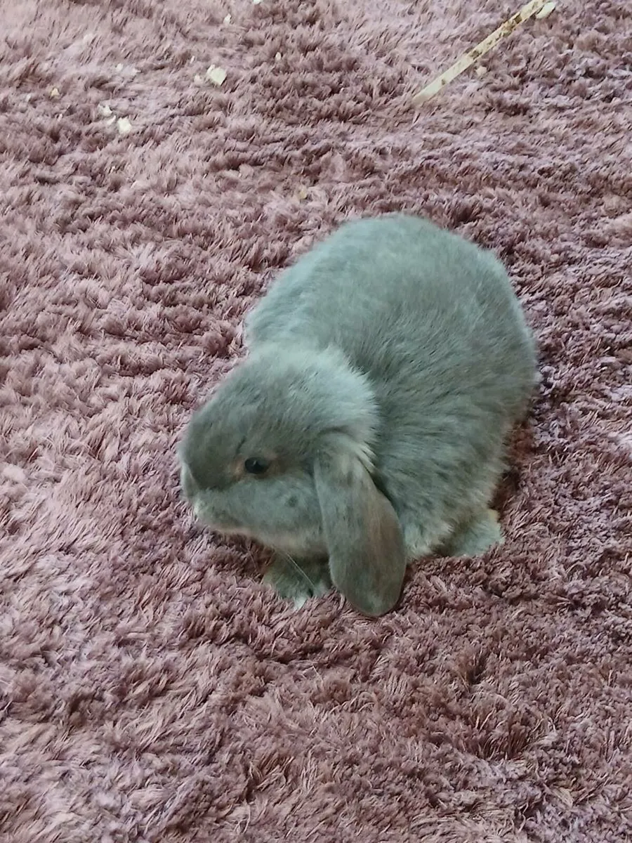 Purebred Mini Lop Rabbits - Image 2