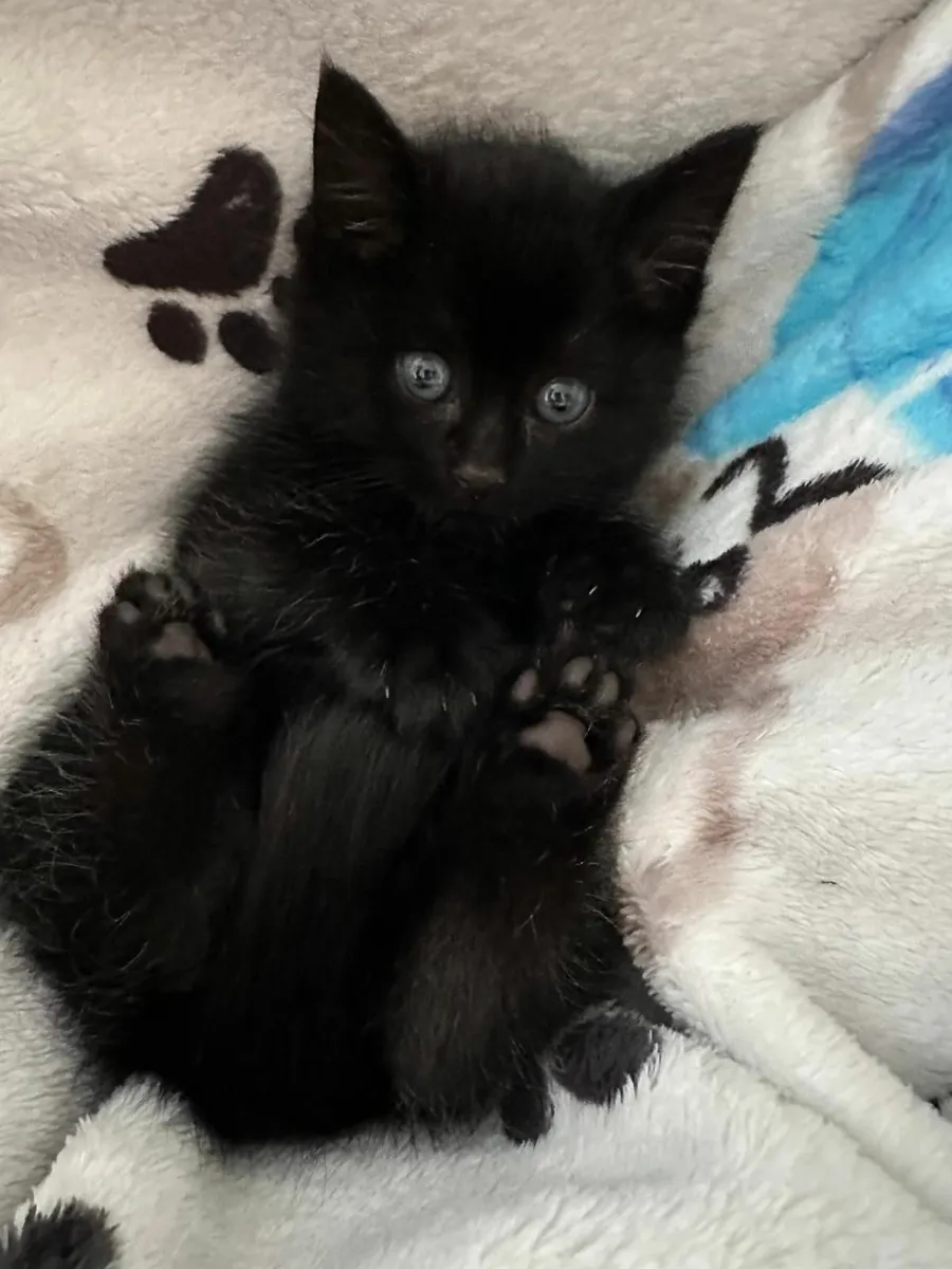 Fluffy kitten - Image 1