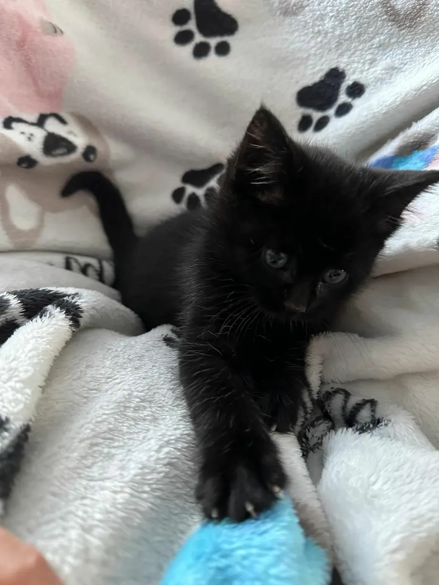 Fluffy kitten - Image 2