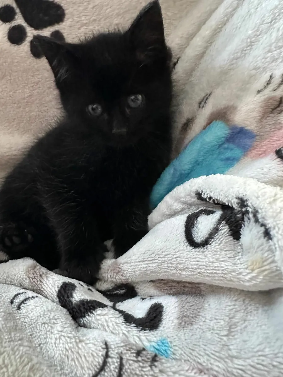 Fluffy kitten - Image 3