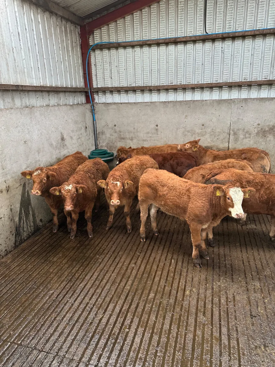 Lim heifers - Image 1