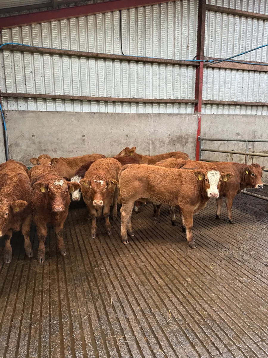 Lim heifers - Image 2