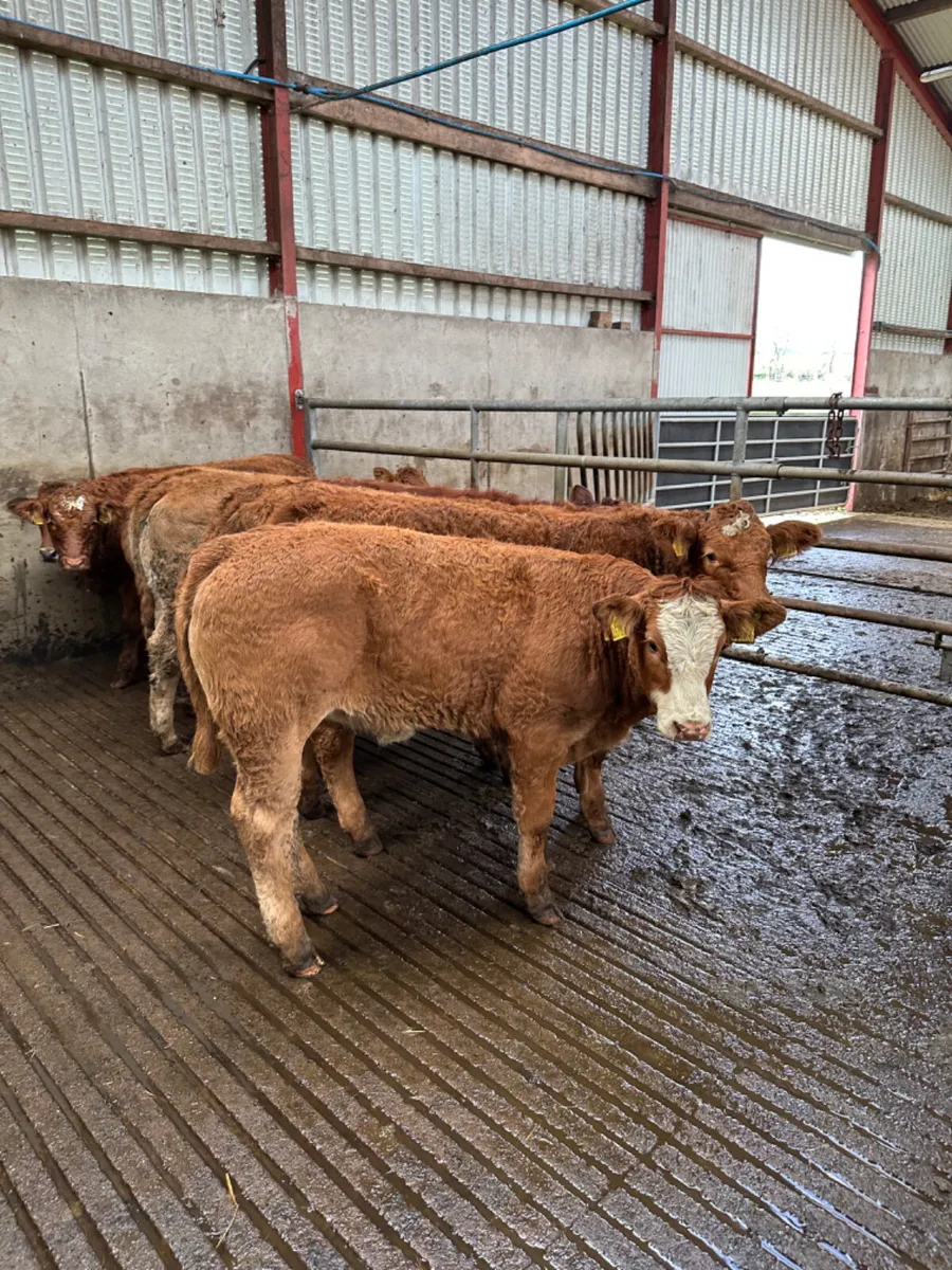 Lim heifers - Image 4