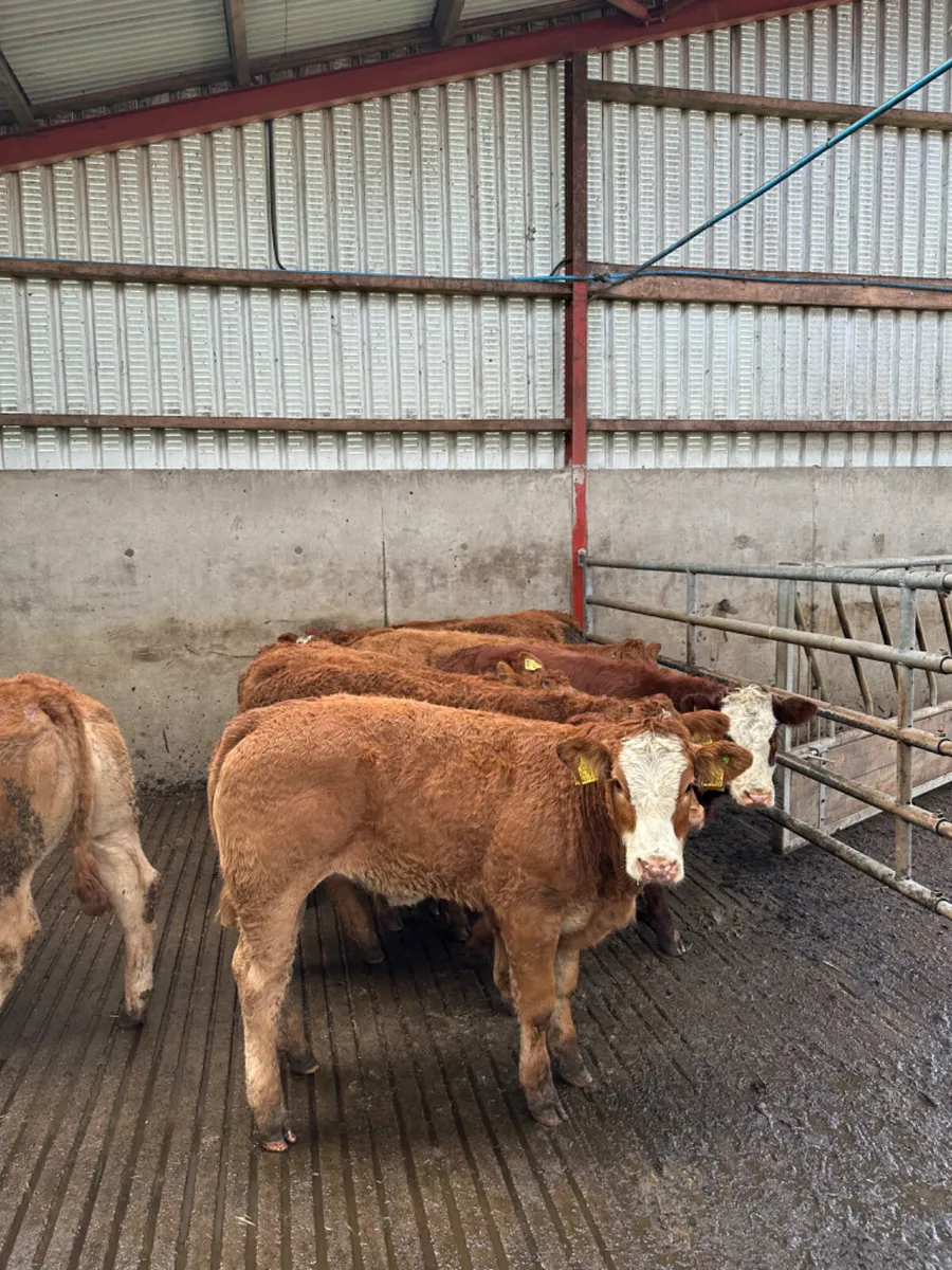 Lim heifers - Image 3