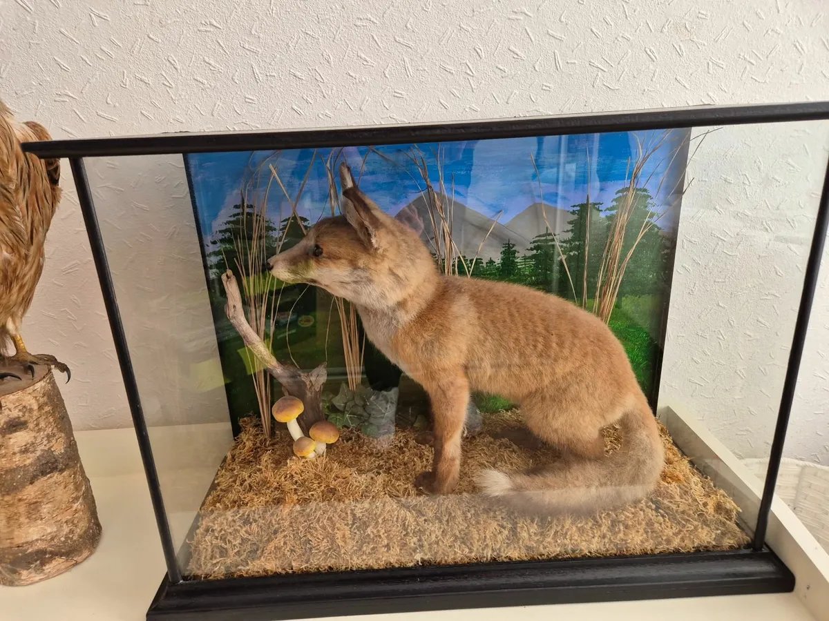 Stuffed Fox & Buzzard. Taxidermy - Image 1