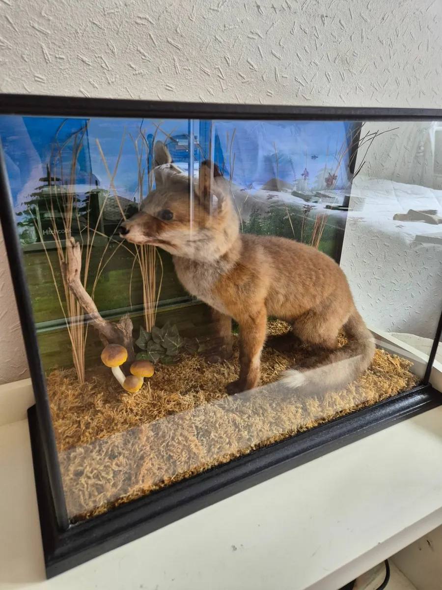 Stuffed Fox & Buzzard. Taxidermy - Image 2