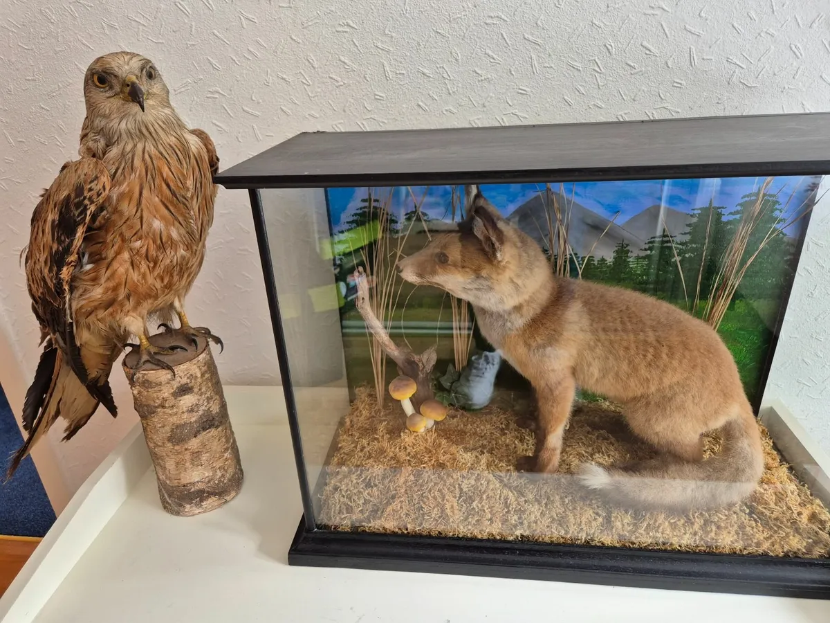 Stuffed Fox & Buzzard. Taxidermy - Image 3