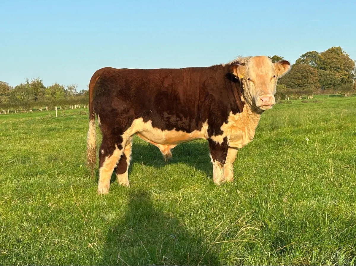 PBR Hereford bulls - Image 1