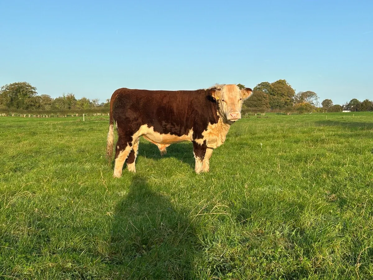 PBR Hereford bulls - Image 2
