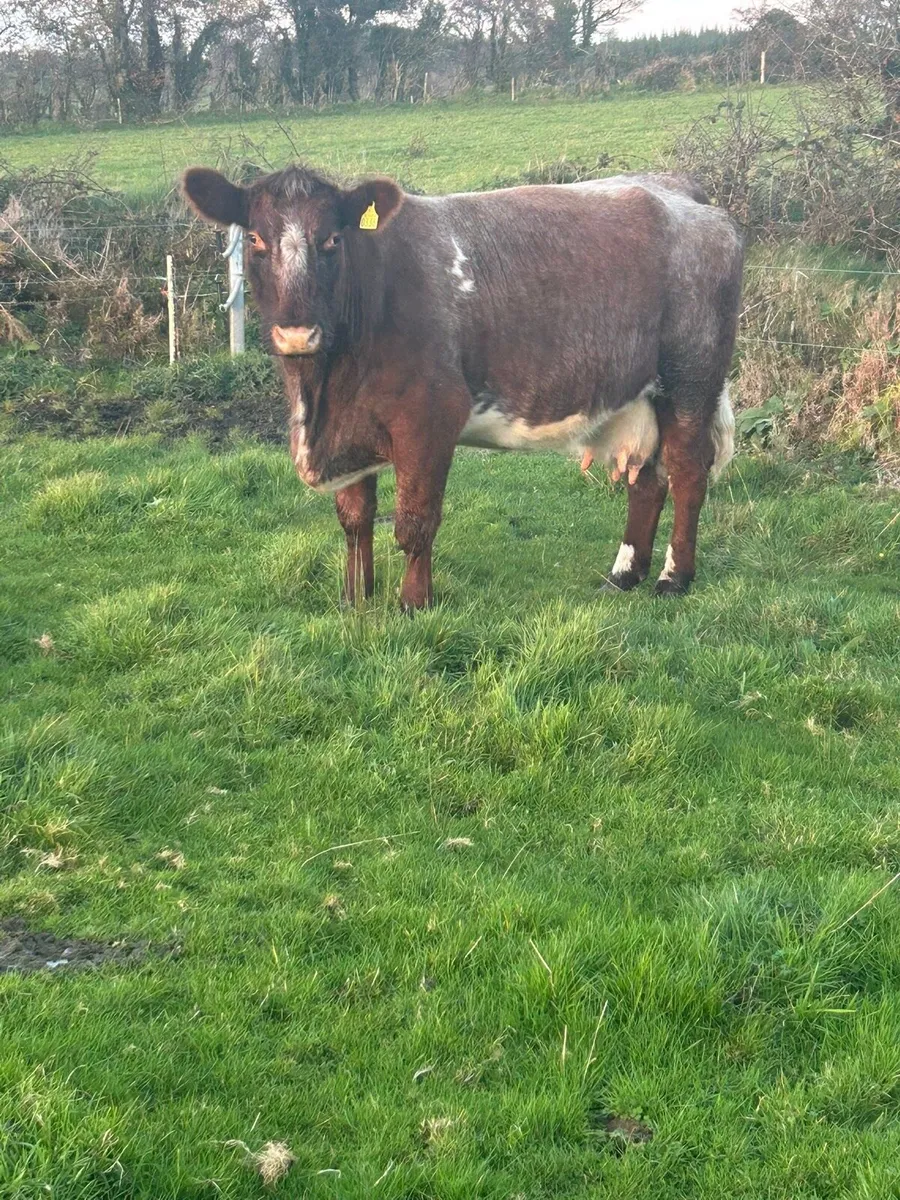 Incalf Cow - Image 1