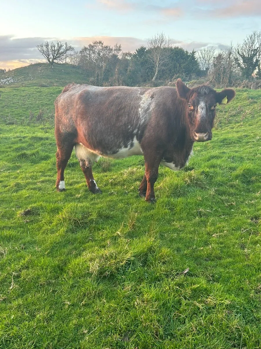 Incalf Cow - Image 2