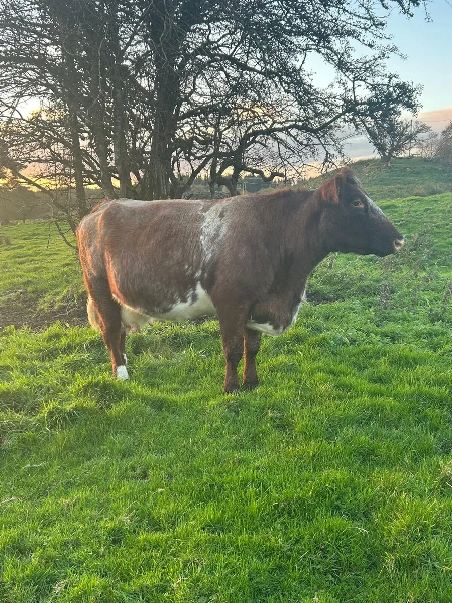 Incalf Cow - Image 3
