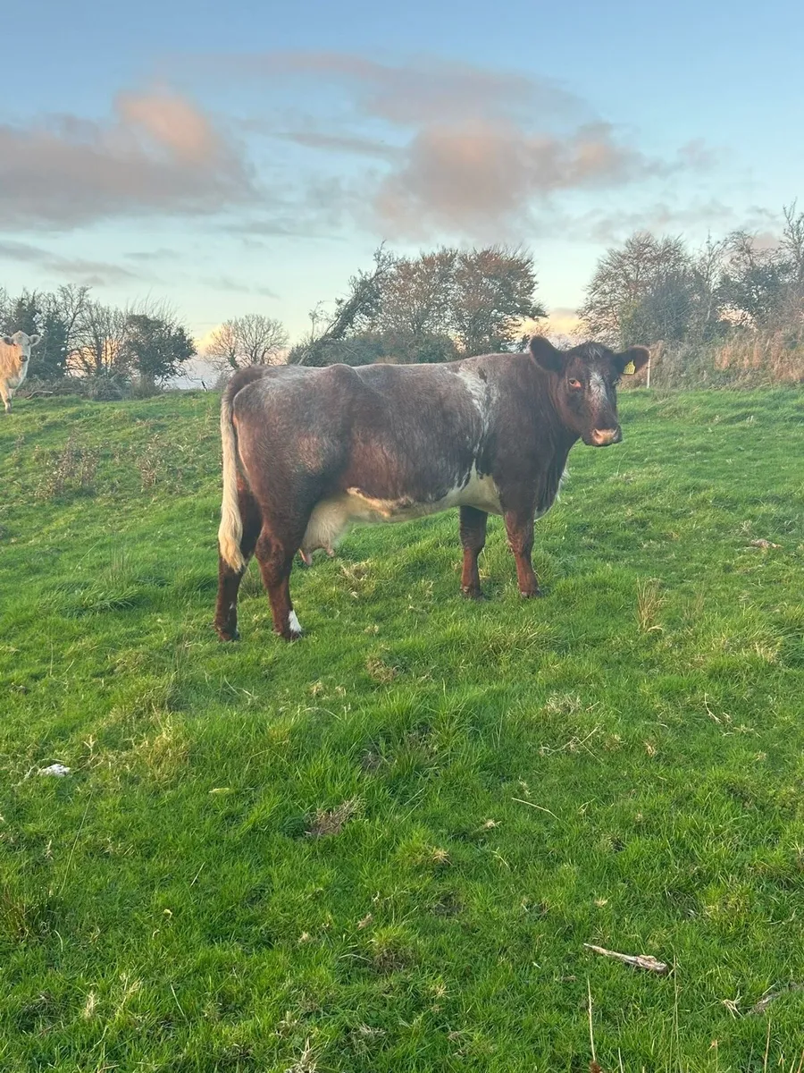 Incalf Cow - Image 4