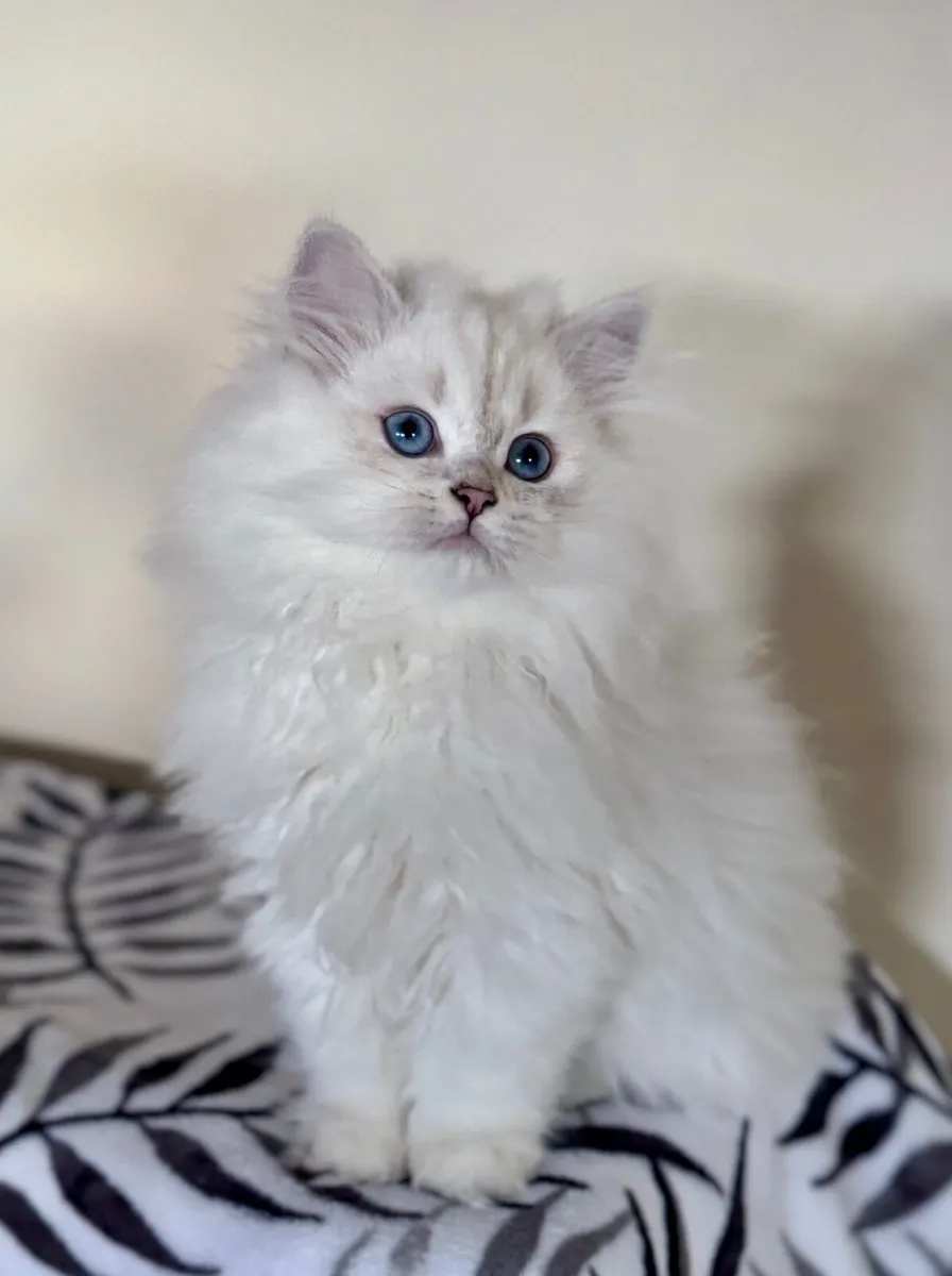 Pedigree British Shorthair & Longhair Kittens - Image 2