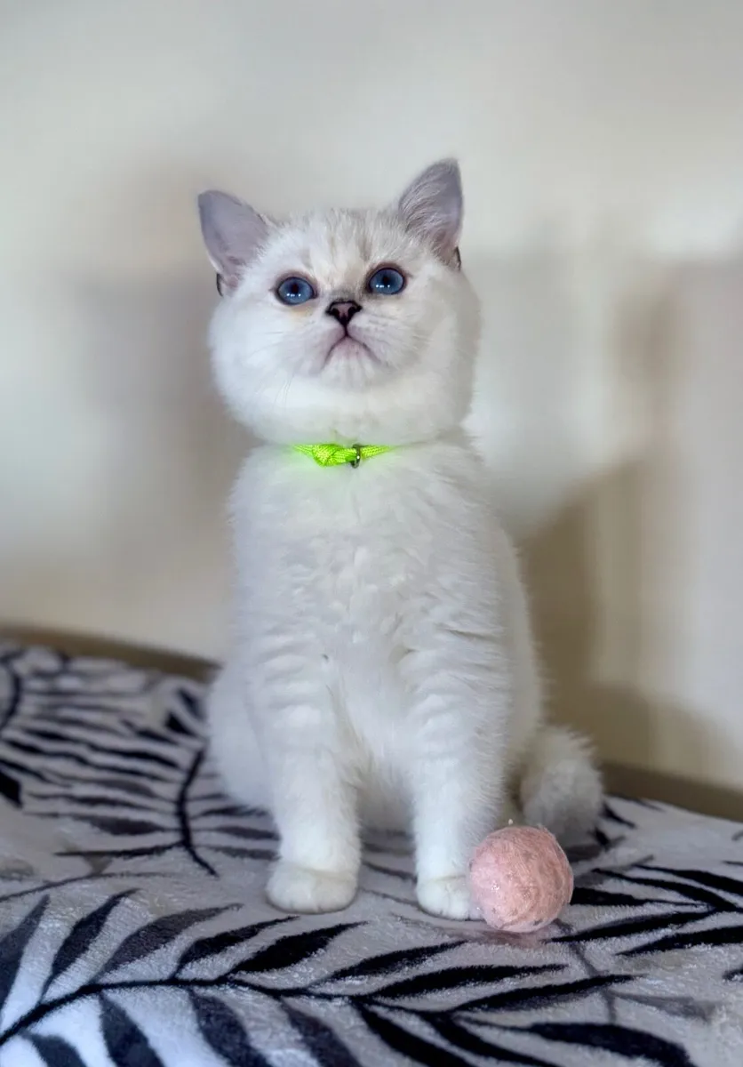 Pedigree British Shorthair & Longhair Kittens - Image 3