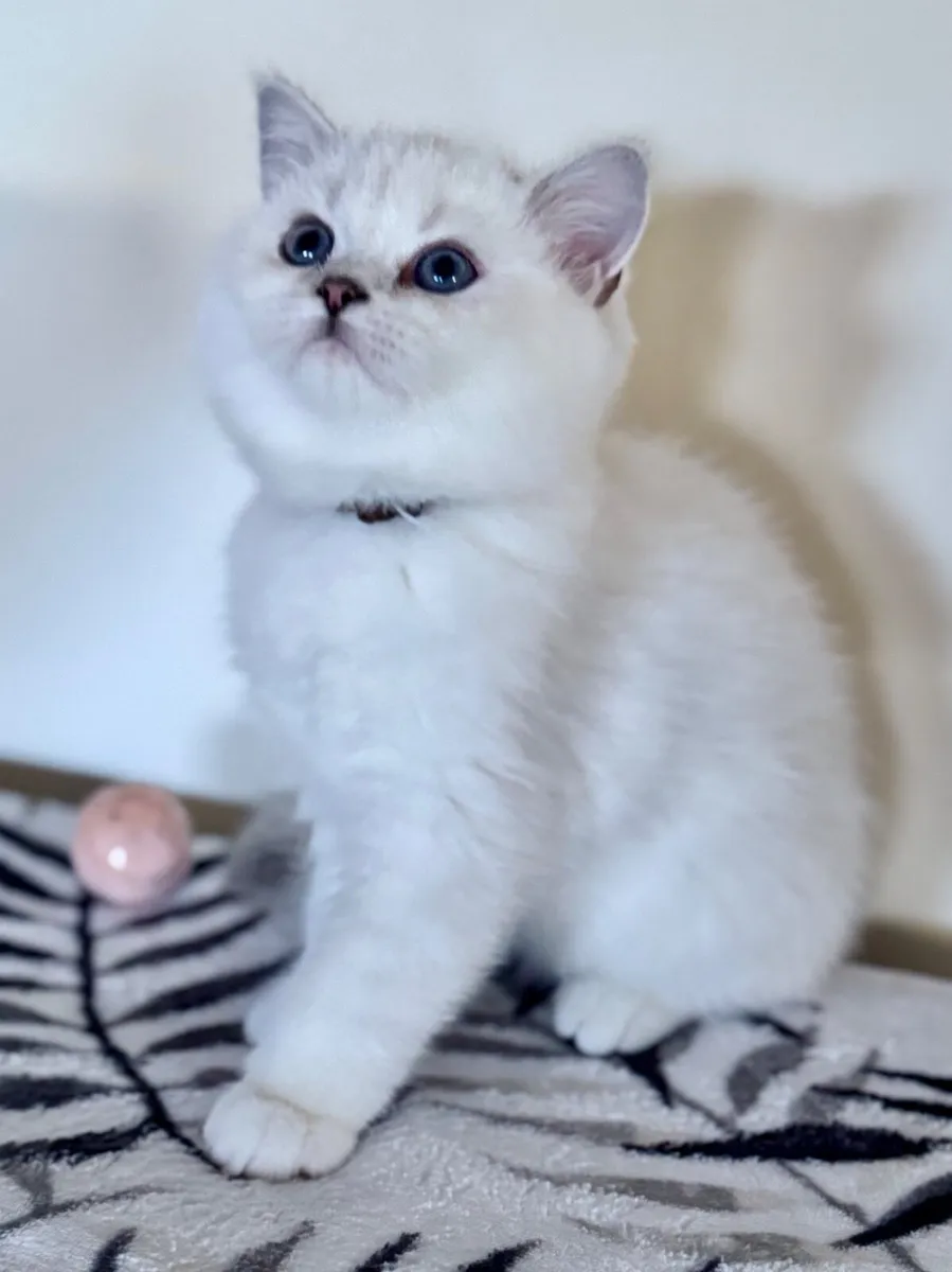 Pedigree British Shorthair & Longhair Kittens - Image 4