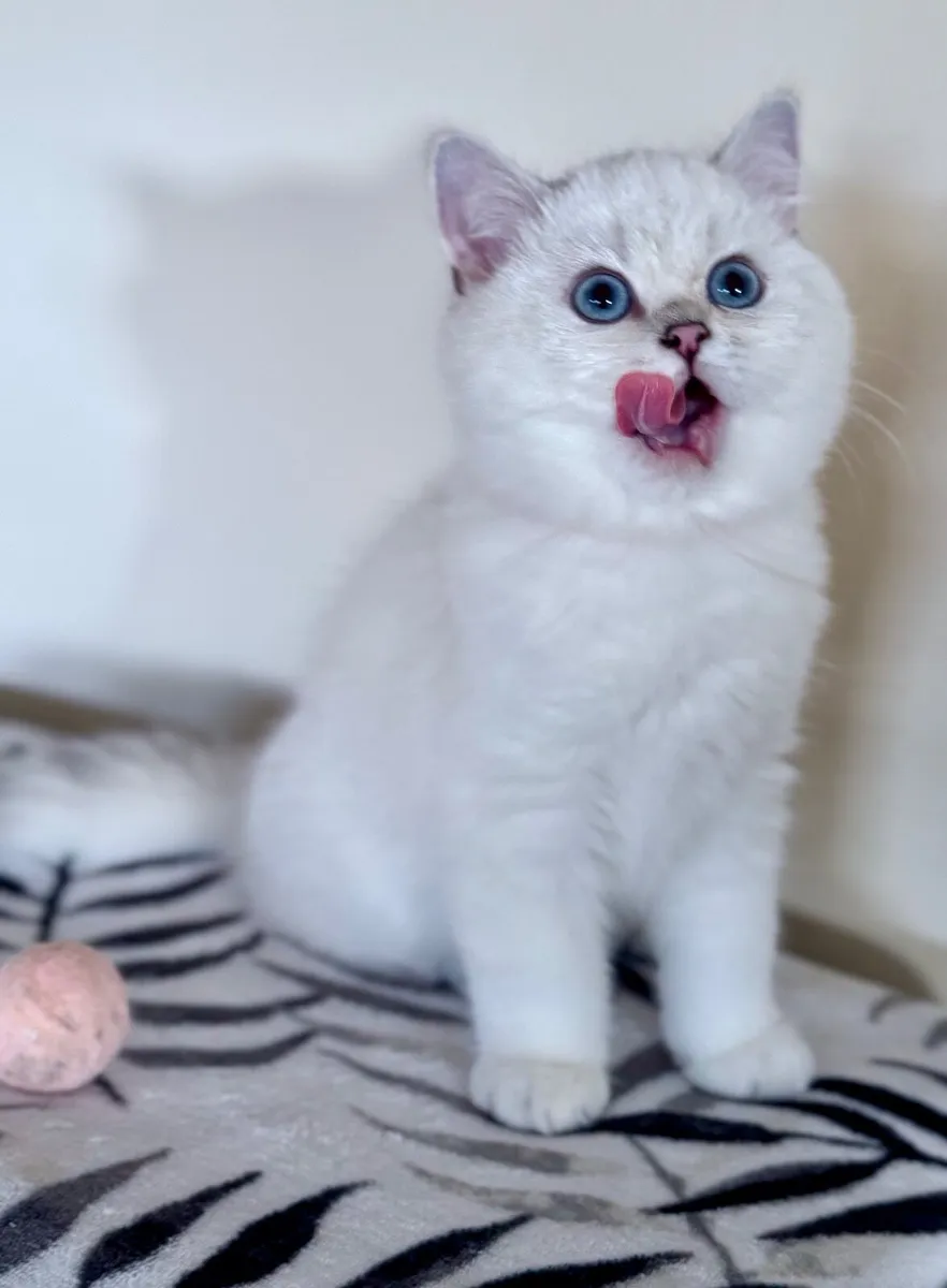 Pedigree British Shorthair & Longhair Kittens - Image 2