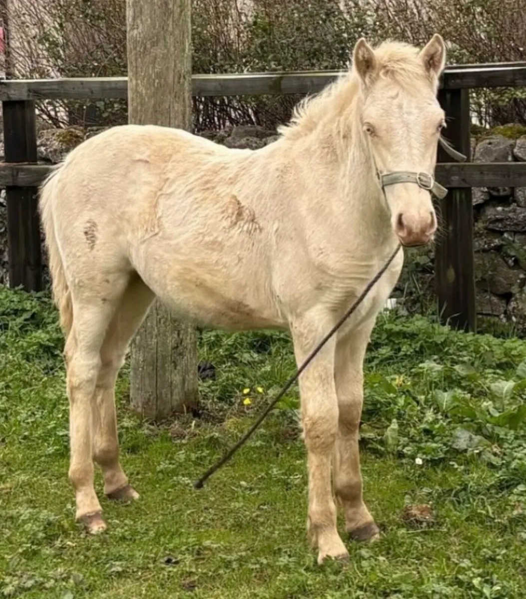 Selection of foals - Image 1