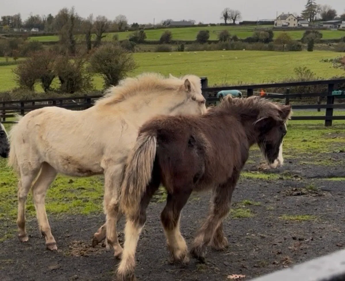 Selection of foals - Image 2