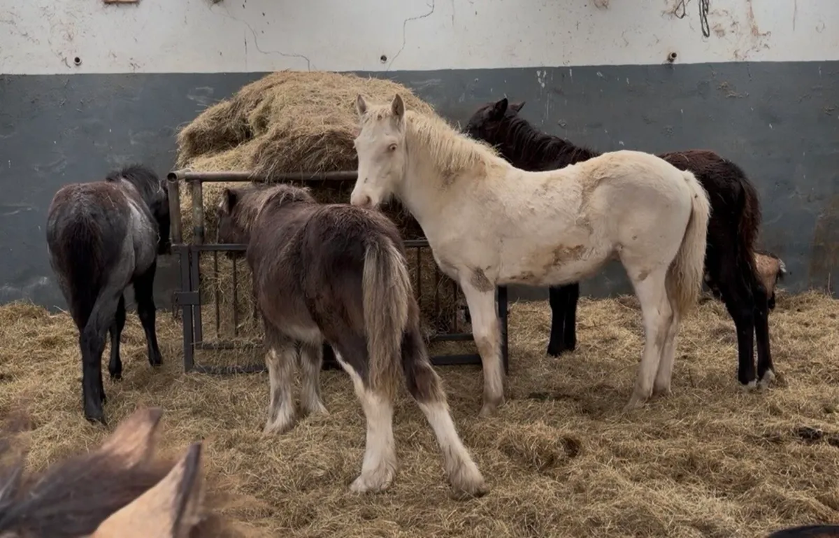 Selection of foals - Image 3